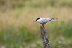 Sterna hirundo longipennis