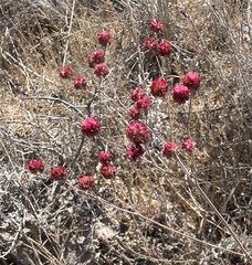 Eriogonum grande