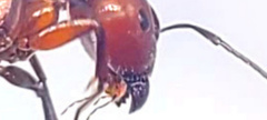 Camponotus discolor