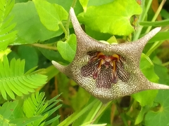 Dictyanthus ceratopetalus