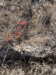 Eriogonum grande