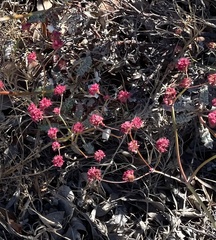 Eriogonum grande