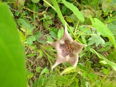 Dictyanthus ceratopetalus