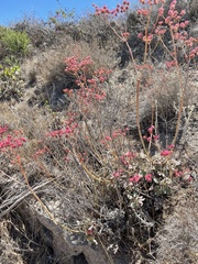 Eriogonum grande