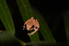 Pristimantis reichlei