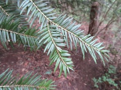 Abies firma
