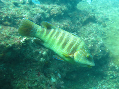 Anchichoerops natalensis