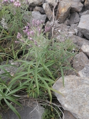 Saussurea salicifolia