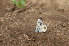 Euphilotes columbiae