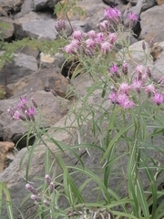 Saussurea salicifolia