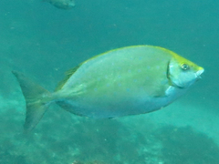 Siganus sutor