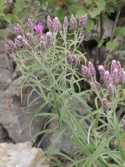 Saussurea salicifolia