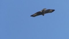 Buteo plagiatus