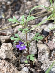 Schistophragma intermedium