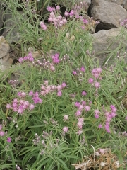 Saussurea salicifolia