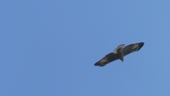 Buteo plagiatus