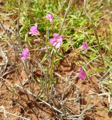Levenhookia chippendalei
