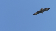 Buteo plagiatus