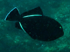 Melichthys indicus