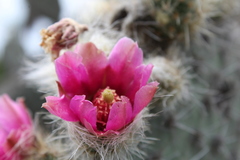 Opuntia pilifera