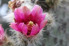 Opuntia pilifera