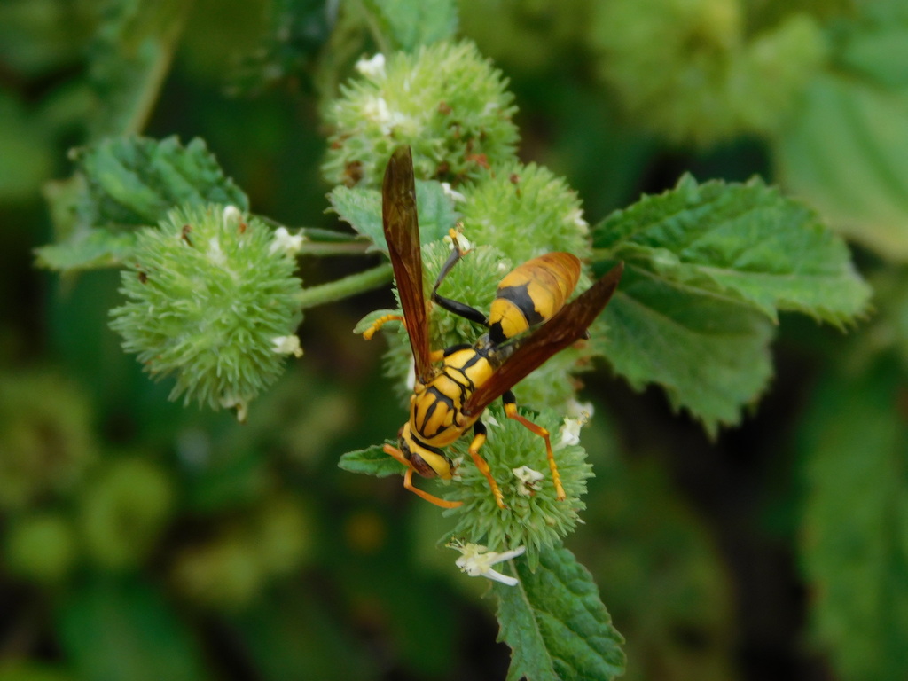 Polistes diabolicus from Sukamaju, Cihaurbeuti, Ciamis Regency, West ...