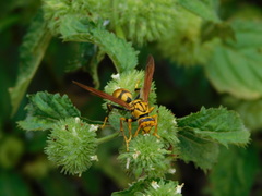 Polistes diabolicus