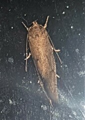 Syncometes vilis