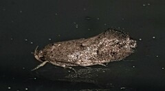 Syncometes vilis