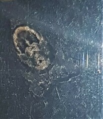 Asthenoptycha hemicryptana