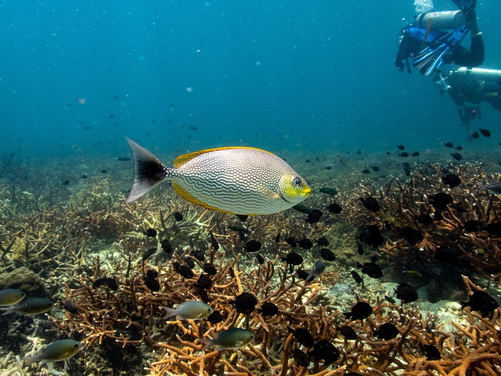 bluespotted spinefish