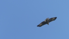 Buteo plagiatus
