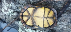 Kinosternon