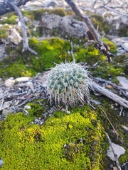 Mammillaria parkinsonii
