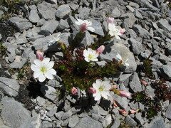 Epilobium vernicosum