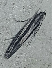 Leptosaces schistopa