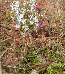 Levenhookia chippendalei
