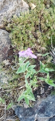 Tradescantia sillamontana