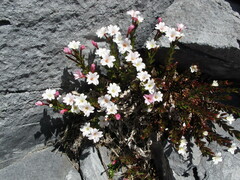 Epilobium vernicosum