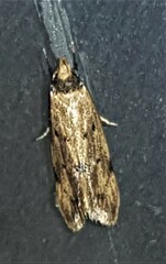 Mimobrachyoma meselectra