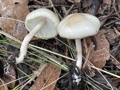 Zhuliangomyces