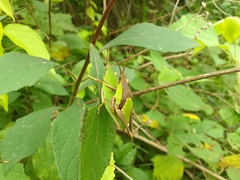 Prosphena scudderi