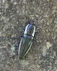 Chalcolepidius approximatus