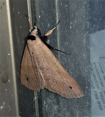 Ophyx ochroptera