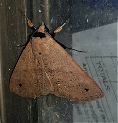 Ophyx ochroptera