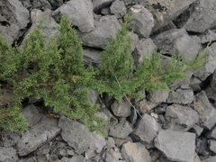 Juniperus pseudosabina