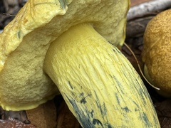 Boletus holoxanthus