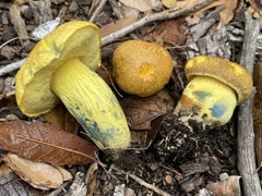 Boletus holoxanthus