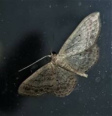 Idaea elaphrodes