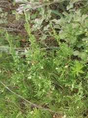 Juniperus pseudosabina